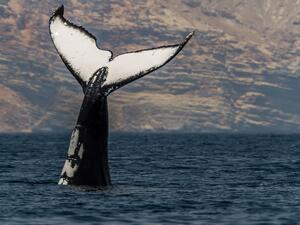 قامت جمعية البيئة العمانية بإنشاء محتوى رقمي هادف لمشاركته مع المجتمع يشمل رسوم بيانية، ومقاطع الفيديو، وكتيبات ومواد تثقيفية، وغيرها من الأنشطة التي يمكن تنفيذها عن بُعد باستخدام التقنيات الحديثة.