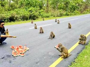 قرود تطبق التباعد الاجتماعي