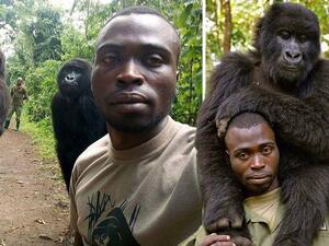 سيلفي مع الغوريلا