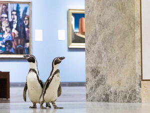 السماح للبطاريق بالتجول في متحف "نيلسون أتكينز" للفنون