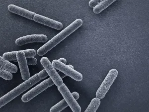 WCM-Q Researchers Help Reprogram Bacteria Cells to Deliver Anti-Cancer Drugs