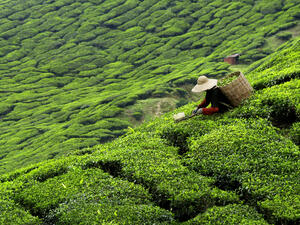 (Shutterstock/ File Photo)