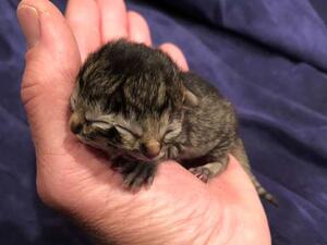 Kitten with two faces (Twitter)