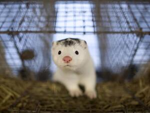 حيوان المنك 