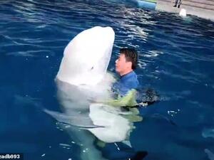 The aquarium worker is believed to have deleted the original clip and similar videos from his social media page following the controversy. (Video Screenshot)