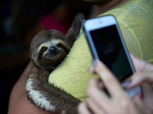 حيوان الكسلان