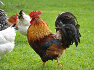 ديك بسعر حمار