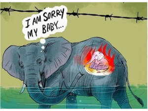 أطعموها ثمرة أناناس مفخخة بالمفرقعات.. نفوق أنثى فيل حامل في الهند