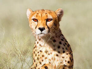 This Asiatic cheetah, caught on camera in the Naybandan Wildlife Refuge (Twitter)