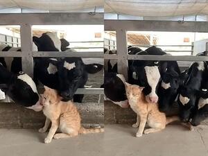 The cows continue to poke their heads through the bars of their pen to reach the cat, who is the centre of attention. (YouTube Video Screenshot)