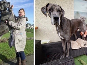 الكلب "فريدي" مع مالكته "كلير"