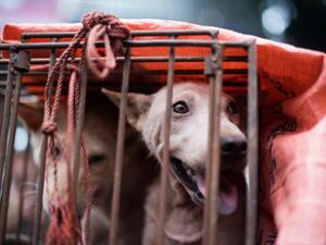 مهرجان الكلاب