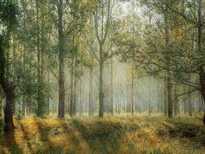 ما تفسير الحلم بالمناظر الطبيعية في المنام؟