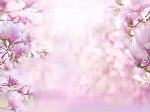 ما تفسير الحلم بشجرة الماغنوليا في المنام؟