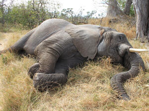 The first death was reported Friday in the Teknaf area of Cox’s Bazar. (Shutterstock/ File Photo)
