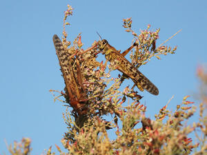 (Shutterstock/ File Photo)