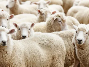 يجب أن يتم استقبال الحيوان في مكان نظيف ومناسب يحميه من الظروف الجوية المختلفة