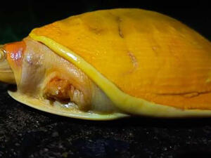 السلحفاة الهندية