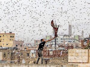 A Yemeni tries to catch locusts on the rooftop of his house as they swarm several parts of the country bringing in devastations and destruction of major seasonal crops. (AFP)