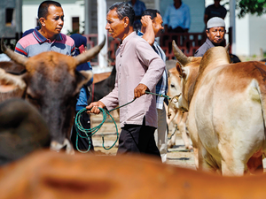 Under the Qurbani-saving program, each participating household is given a choice of animal, a cow or bull, with price ranging between $1,000 and $15,000, depending on its weight and breed. (AFP)