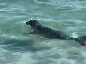 The brutal incident was filmed in the city of Aktau located on the eastern shore of the Caspian Sea, Kazakhstan, and shared to social media yesterday. (Social Media/ Video Screenshot)