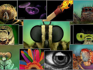 من أعمال المصور مفيد أبو شلوة 