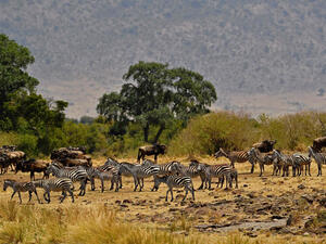 Zebra gather during the annual wildebeest migration in the Masai Mara game reserve on September 12, 2016. (Carl de Souza/AFP/Getty Images)