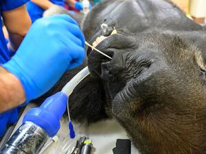 الغوريلا Shango