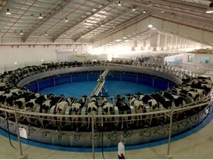 New National Geographic Abu Dhabi Film ‘Marmum’ Takes Viewers on the Journey of Creating a State-of-the-Art Dairy Factory in the Heart of the UAE