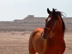 WCM-Q Research Helps Shed Light on Genetic Heritage of the Arabian Horse
