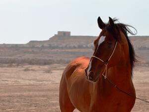 باحثون من وايل كورنيل للطب قطر يسهمون في تسليط الضوء على الإرث الوراثي للخيول العربية