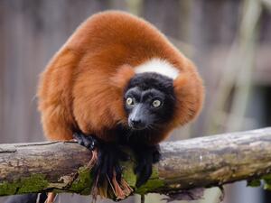 Red-Ruffed Lemur (Twitter)