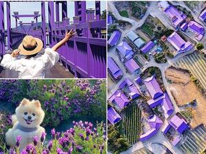 جزيرة البنفسج