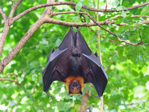 Fruit bat hanging on tree in forest. Lyle's flying fox (Shutterstock)	 