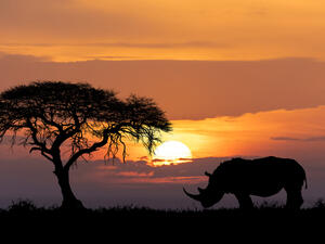 (Shutterstock/ File Photo)