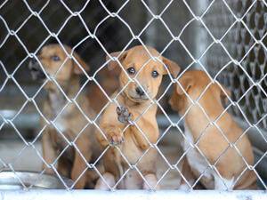 (Shutterstock/ File Photo)