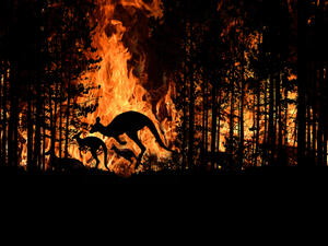 Bushfire IN Australia Forest Many Kangaroos And Other Animals Running Escaping To Save Their Lives. (Shutterstock/ File Photo)