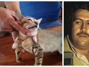 بابلو اسكومياو