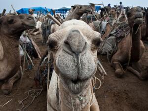 فيروس كورونا الشرق الأوسط MERS  يننتقل أساسا من الحيوان إلى الإنسان