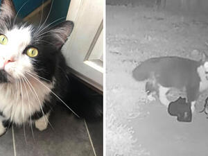 القطة السارقة "جوردان"