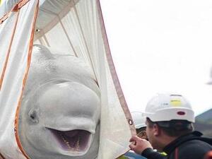 إطلاق سراح حوتين محتجزين لـ10 سنوات في ظروف مأسوية بالصين