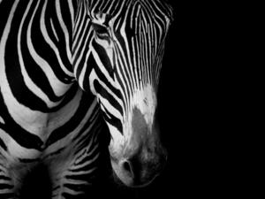 Grevy’s zebras   (Shutterstock)	