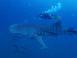 (Shutterstock/ File Photo)