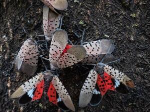 الفانوس المرقط - Lanternfly