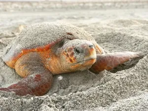 A 30-Year Study on Oman’s Loggerhead Turtles Highlights Need for Urgent Additional Conservation Actions