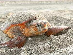 دراسة استمرت على مدار 30 عاماً حول سلاحف الريماني تؤكد الحاجة المُلحة لاتخاذ إجراءات إضافية لحمايتها