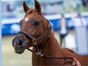 Horses From QF’s Al Shaqab Hit the Auction Block