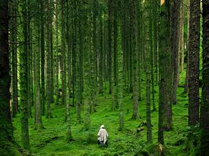 ما تفسير الحلم بالتواجد في غابة عميقة؟