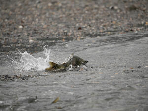 Experts have now uncovered 11 species of fish with the same ability. (Shutterstock/ File Photo)