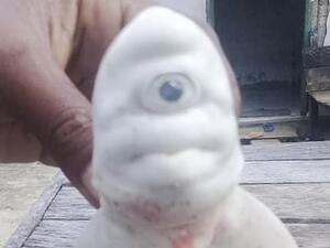 Cyclops baby albino shark (Twitter)